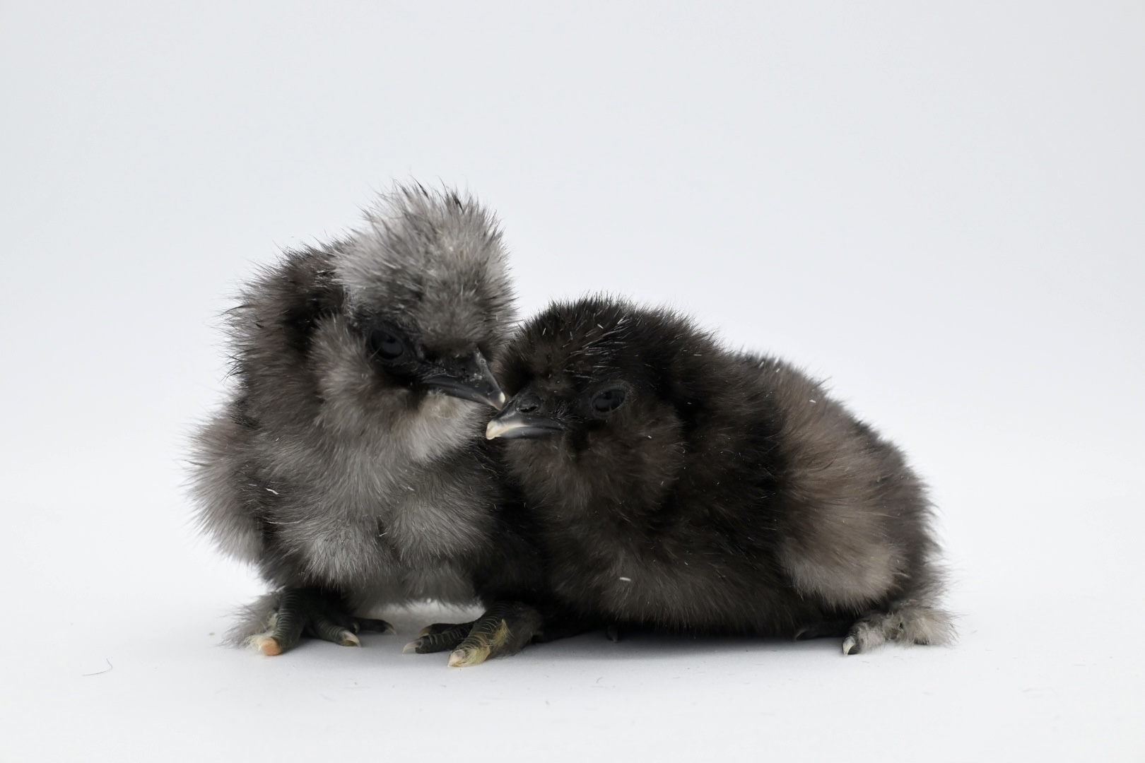 Black Silkie Hatching Eggs - Image 3