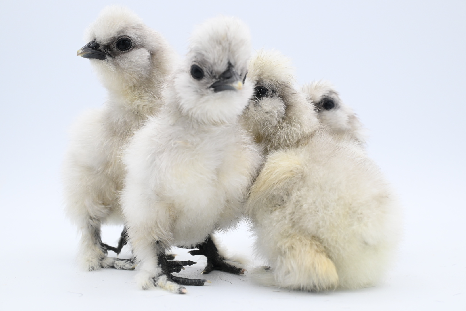 Splash Silkie Chick Box - Image 2