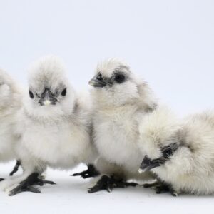 Colorful hot air balloons floating in clear sky