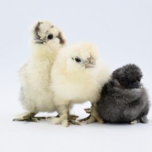 Woman in blue coat walking on snowy sidewalk
