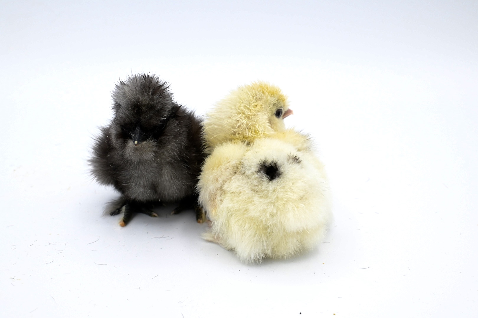 Paint Silkie Chick Box