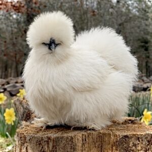 Modern bedroom with blue accent wall and white bedding