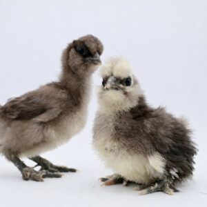 Golden retriever dog wearing festive Christmas hat indoors