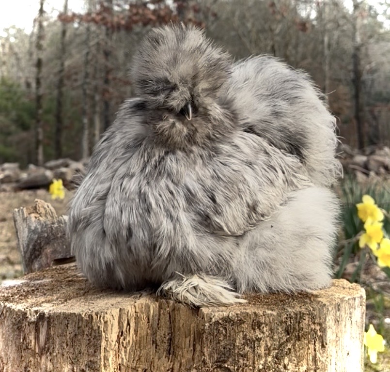 Splash Silkie Chick Box - Image 3